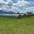 Round bales alfalfa/ orchard , Timothy mix 2 thumbnail