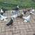 Pigeons for sale 16 thumbnail