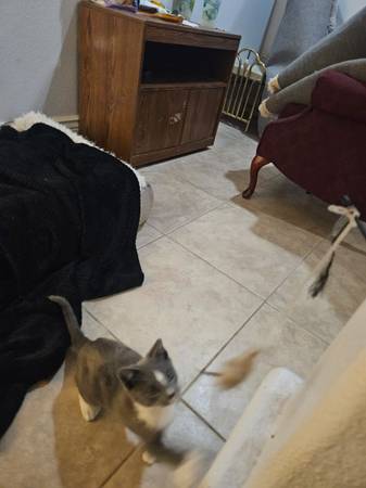 Gray & white male kitten 8 weeks rehoming neutered, vaccines, chipped (morgan hill)63890025496321122