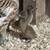 4 day old Ducklings 2 thumbnail