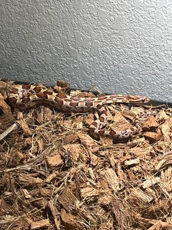 Corn Snake 1