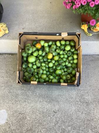 Green Tomatoes- animal feed or Frying 1