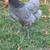 Laying hens 4 thumbnail