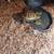 Russian tortoise 2 thumbnail