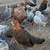 Chickens 5 thumbnail