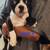 Boston terrier puppies 3 thumbnail