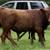 Yearling Dexter Bulls 1 thumbnail