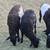 Sheep, Borrego Lamb For Sale - Posted 10/17/25 3 thumbnail