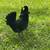 2 laying hens 4 thumbnail
