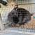 Bunnies in need of a new home!! 2 thumbnail