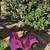 Push car stroller 1 thumbnail