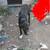 Harrier Hound/Lab puppy 3 thumbnail
