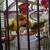Baby Sun Conures 3 thumbnail