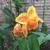 Plant Sale Sat 23 August 10:00 am to  1:00 pm 13 thumbnail