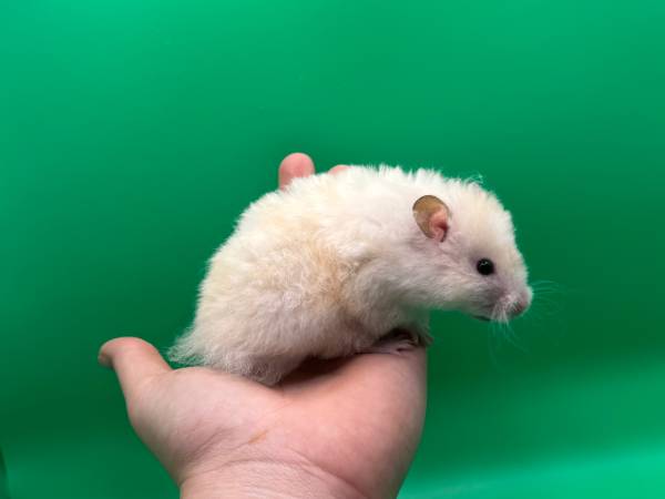 Hamsters
