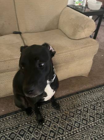 REHOMING DOG (Ocean Bluff)63912908522754121