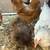 Chickens and Polish rooster 5 thumbnail