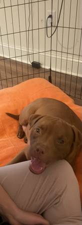 Sweetest girl needs rehoming 1