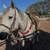 4 yr old grey mare 3 thumbnail