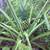 Pineapple plants $6.00 EACH, CASH 3 thumbnail