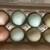 Rainbow Hatching Eggs -Easter / Olive Egger 12 (+2) 3 thumbnail