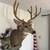 Mule deer shoulder mount 3 thumbnail