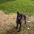 Malinois pups 700 1 thumbnail