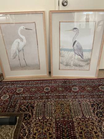 Heron Bird Pictures 1