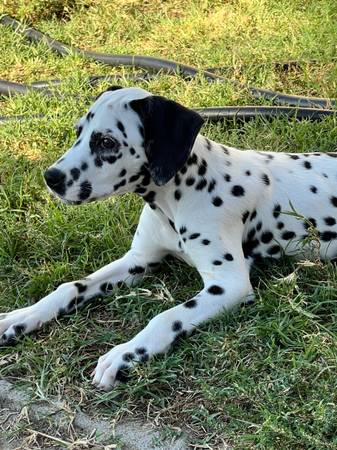 Dalmatian (Sacramento)63848769325955122