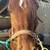 Gelding horse for sale 3 thumbnail