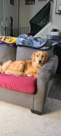 Golden retriever (Essex)64051581821185122