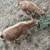 Grazing Meat Goats ready for work or butcher 3 thumbnail