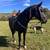 Black Gaited Gelding 8 YEAR OLD ❤️ Solid Trail Horse. 20 thumbnail