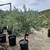 Olive trees 15 gallon pots 1 thumbnail