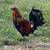 Chickens for sale 7 thumbnail