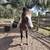 Yearling gypsy cross colt 2 thumbnail