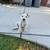 Miniature Schnauzers 3 thumbnail