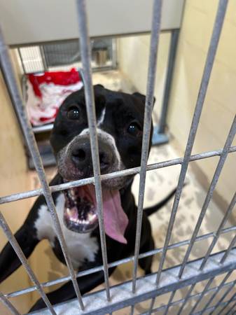 Perro encontrado en el municipio de Ohio (Ohio Twp)63624406942465121