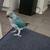 Indian Ringneck 6 thumbnail