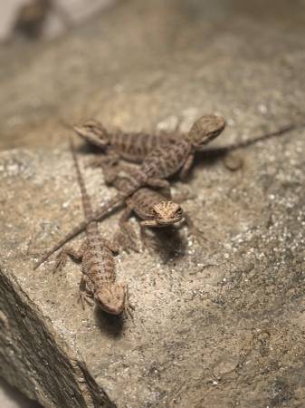 Baby Beardies (Red, Citrus, Hypo) (NE Philly)63797764603649120