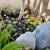SUCCULENTS: Echeveria and other plants for sale: Large Variety $5 each 14 thumbnail