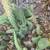 Crested Cholla Cactus Boxing Glove Cacti 10 thumbnail
