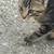 Adorable, friendly kittens for adoption 3 thumbnail