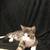 Sweet kittens in need of homes due to care of handicap family member 11 thumbnail