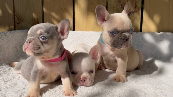 Frenchie (Houston)63859314446721120