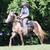 FOR ADOPTION - Heartland Equine Rescue -11yr Rocky Cross Pony 14 thumbnail