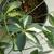 Miniature Variegated Schefflera Umbrella Plant - $12.00 2 thumbnail