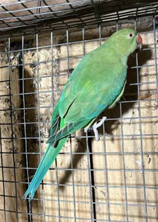 Indian Ringneck 1