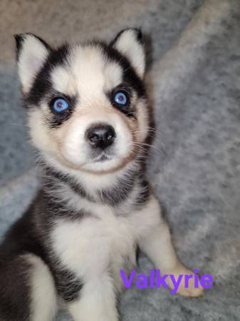 Husky puppies63690969880705122