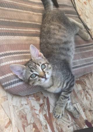 50$ kitten (Kent)63874561079171120